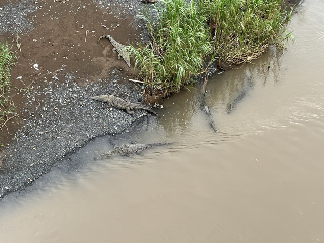 Crocodiles on the banks of the Tarcoles river, as seen from a pedestrian and traffic bridge above